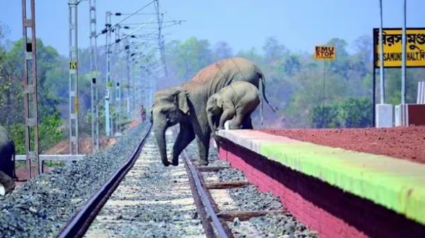 railways AI surveillance system elephants
