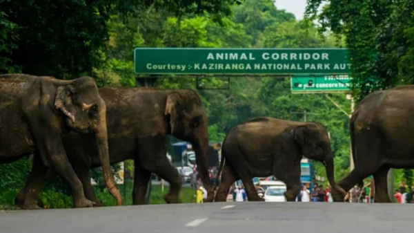 Sustainable Development in Assam: Wildlife Clearance paves way for Kaziranga Corridor & Guwahati Ring Road
